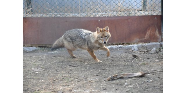 Kars'ta Şifa Eli: Yaban Hayvanları Rehabilitasyon Merkezi Umut OluyorKars'ta Yaban Hayatı Canlanıyor: Merkezde 4500 Hayvan Tedavi Edildi