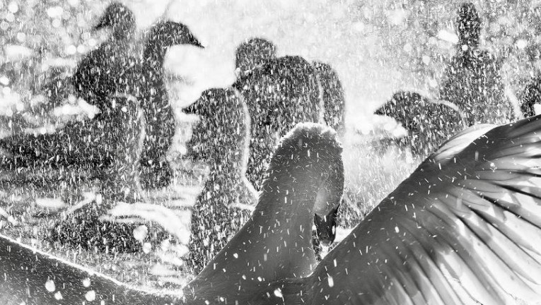 Kars'ın Kazları İzmir'de Sahne Alıyor: Ekinci'den Fotoğraf Senfonisi