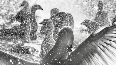 Kars'ın Kazları İzmir'de Sahne Alıyor: Ekinci'den Fotoğraf Senfonisi