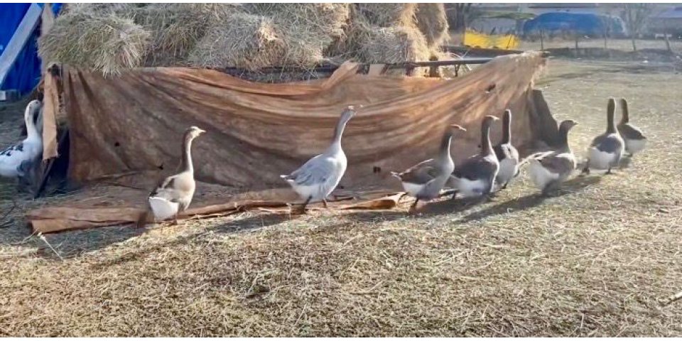 Kars'ta Kaz Bereketi: Anaç Kaz Yatırımıyla Yüksek Verim ve Kazanç