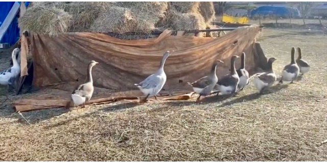 Kars'ta Kaz Bereketi: Anaç Kaz Yatırımıyla Yüksek Verim ve Kazanç