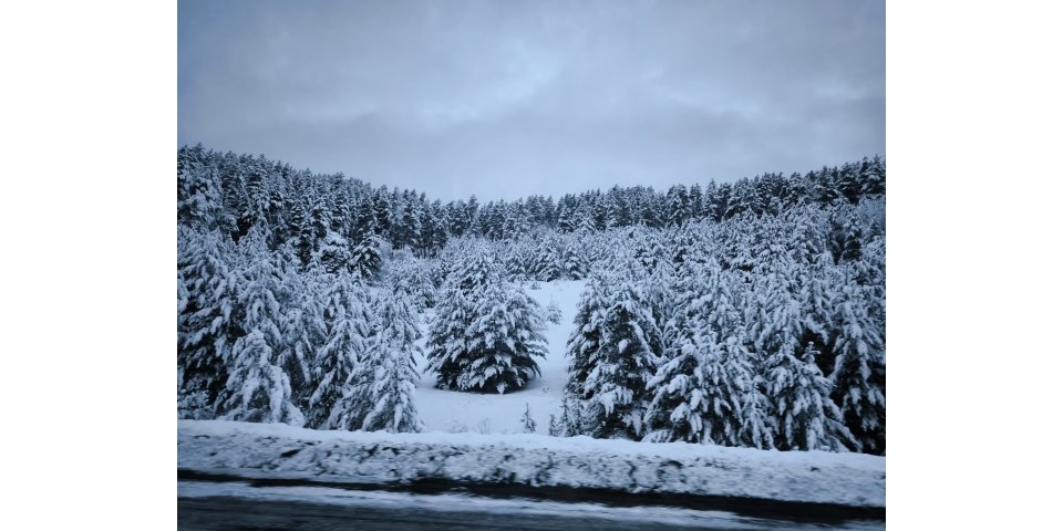 Sarıkamış Beyaza Büründü: Sarıçam Ormanları ve Yaban Hayatı Şöleni