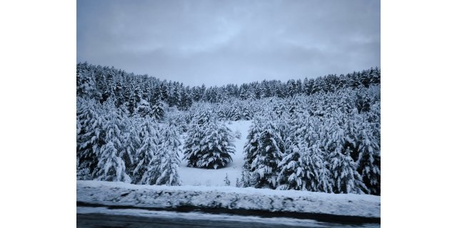 Sarıkamış Beyaza Büründü: Sarıçam Ormanları ve Yaban Hayatı Şöleni