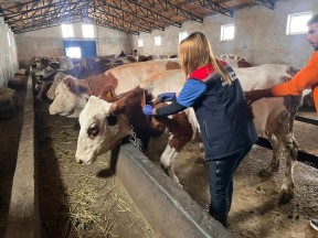 Kars'ta Gebe İneklere Septisemi Aşısı: Buzağı Kayıpları Azalacak!