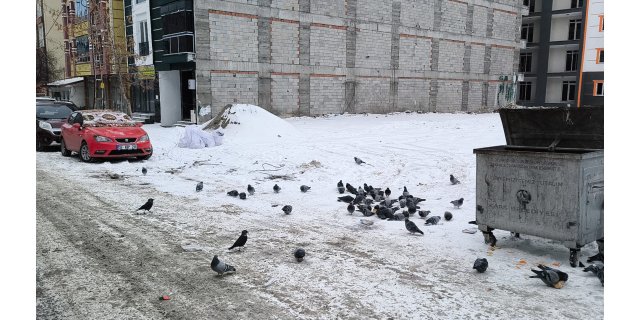 Kars'ta Kar Esareti: Güvercinler Çöp Kenarında Yiyecek Arıyor