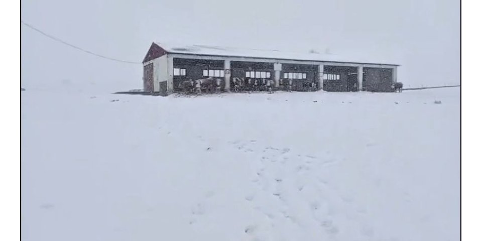 Kars'ta Yarı Açık Ahır Mucizesi: Buzağılar Kışa Rağmen Sağlıklı Büyüyor