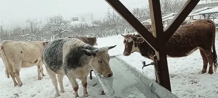 Soğuk Stresi Hayvan Verimini Düşürür: Kışa Özel Besleme Şart!