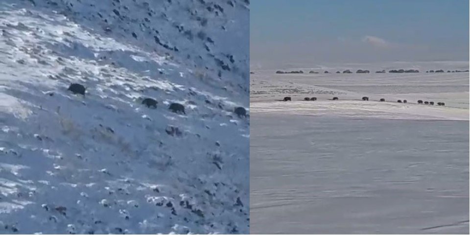 Kars Akyaka'da Karlı Tarlada Domuz Sürüsü Şaşkınlığı