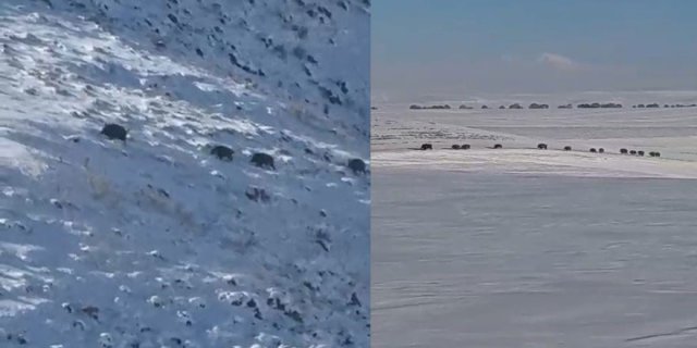 Kars Akyaka'da Karlı Tarlada Domuz Sürüsü Şaşkınlığı