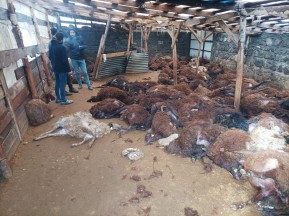 Kars'ta kurt dehşeti: 150 koyun telef oldu