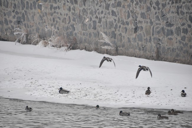 Kars Çayı’nda yaban ördeklerinin dondurucu soğukla mücadelesi