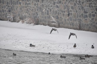 Kars Çayı’nda yaban ördeklerinin dondurucu soğukla mücadelesi