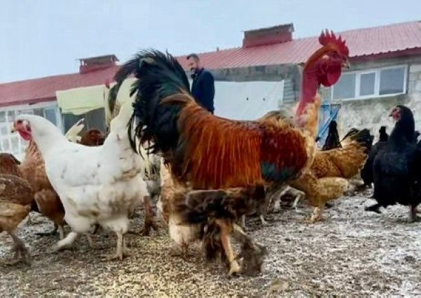 Kars'ta Karlı Bereket: Kümes Hayvanları ve Köpeklerin Sıcak Kış Manzarası