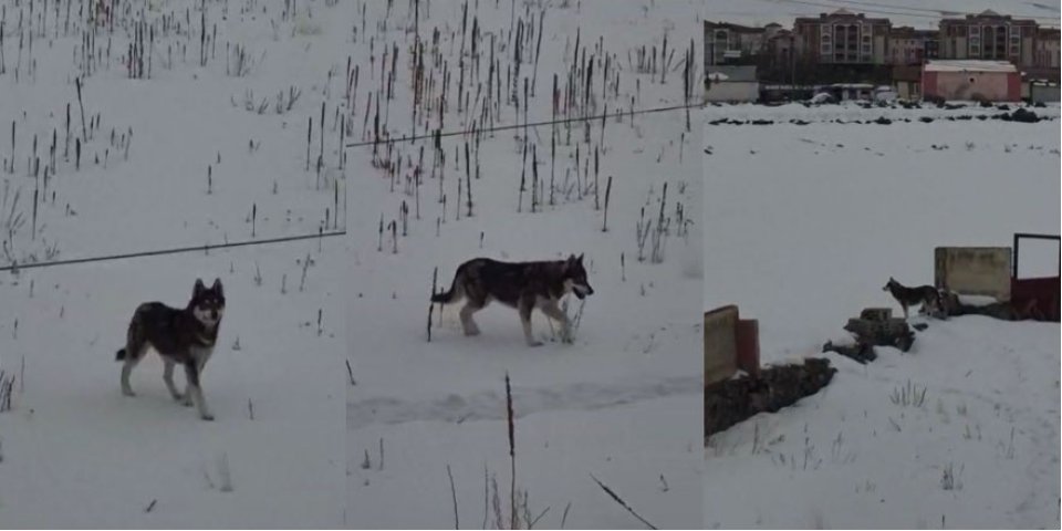 Kars'ta Aç Kurt Şehre İndi: Dondurucu Soğuklar Yaban Hayatı Vurdu
