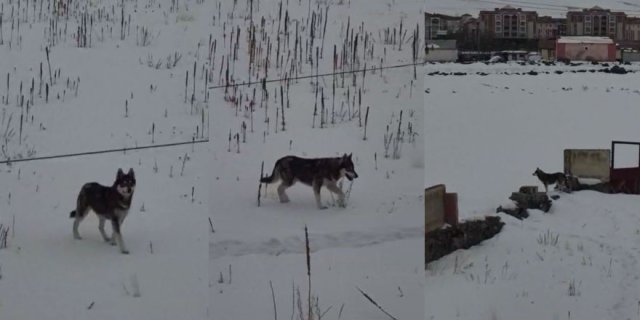 Kars'ta Aç Kurt Şehre İndi: Dondurucu Soğuklar Yaban Hayatı Vurdu