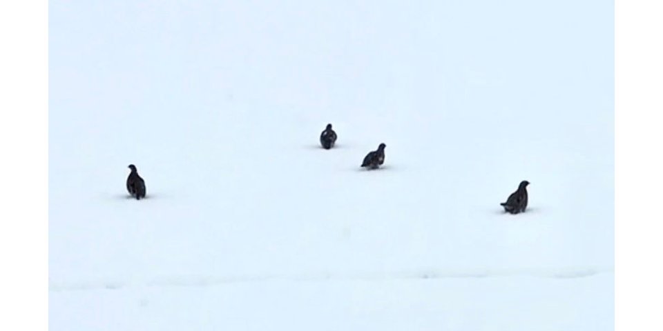 Kars'ta Karla Dans: Keklik Sürüsü Yaban Hayatını Canlandırdı