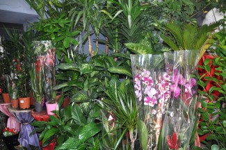 Kars’ta Çiçekçilerin 14 Şubat Mesaisi Başladı