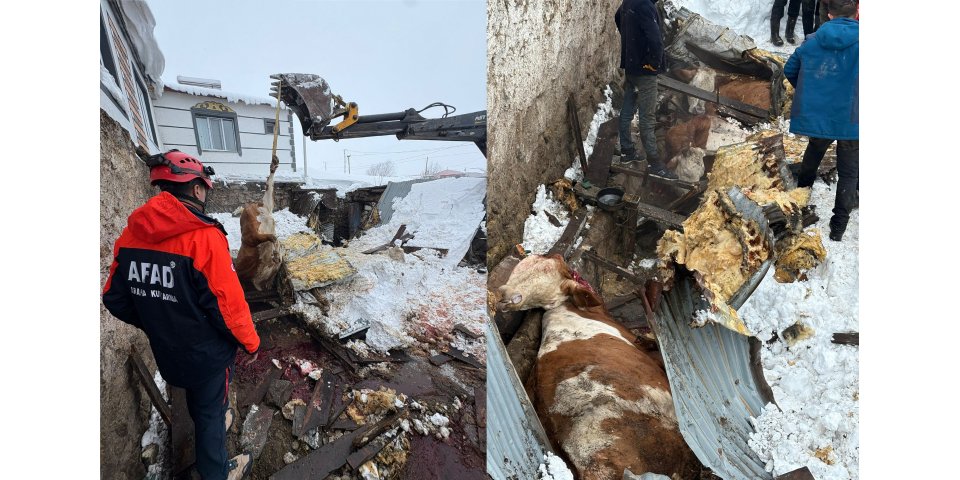 Kars'ta Kar Esareti: Ahırlar Çöktü, Hayvanlar Enkaz Altında!