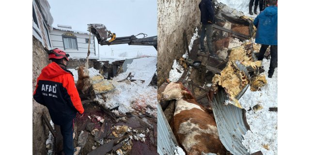 Kars'ta Kar Esareti: Ahırlar Çöktü, Hayvanlar Enkaz Altında!