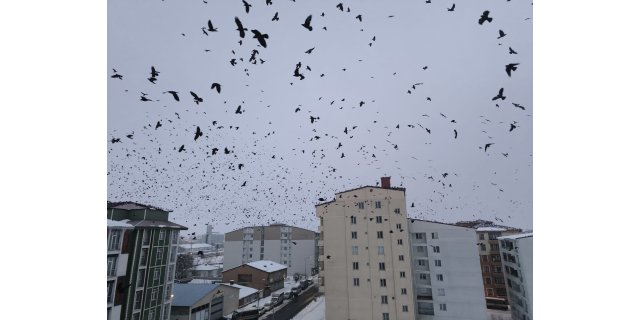 Kars Semalarında Dans Eden Kargalar: Soğukta Büyüleyici Gökyüzü Şöleni
