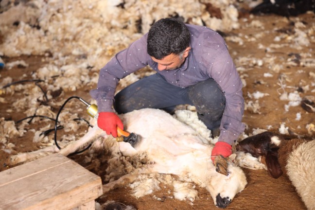 Kars’ta Koyun Kırkımı Başladı