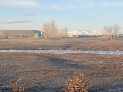 Göçmen kuşlar muhtarı sabah erken saatlerde uyandırdı