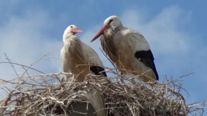 Baharın müjdecisi leylekler Kars’a geldi