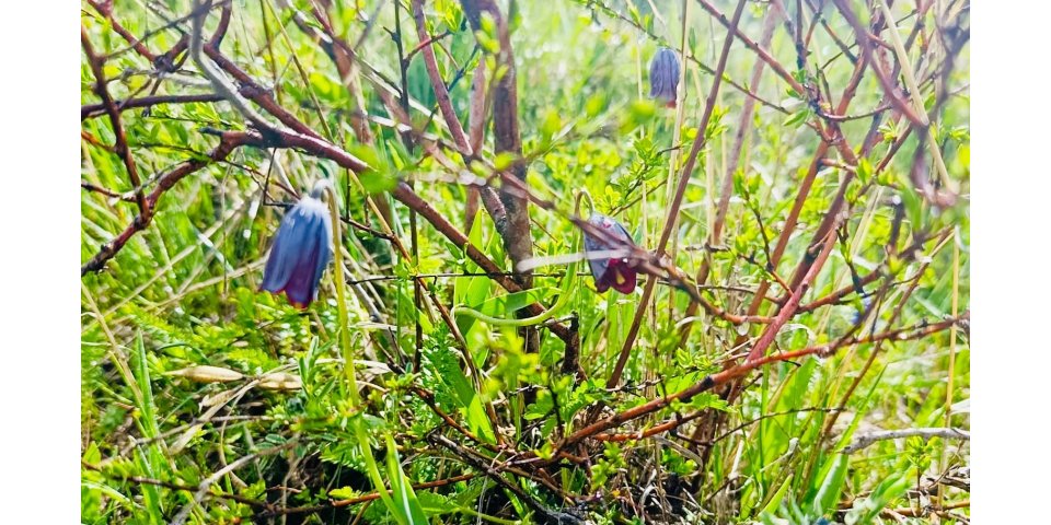 Arpaçay’da doğanın saklı güzelliği ortaya çıktı