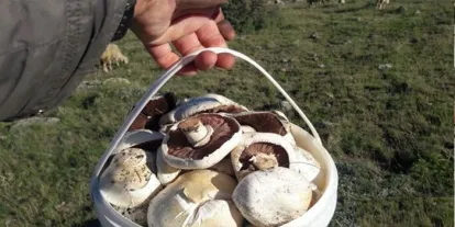 Dağ Mantarı Mesaisi Başladı