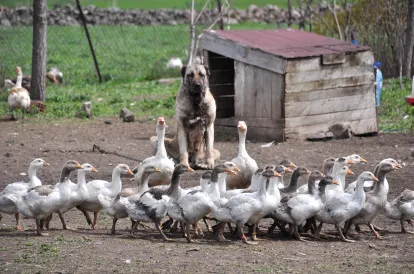 Çoban Köpeği İle Coğrafi İşaretli Kars Kazı Birbirinden Ayrılmıyor