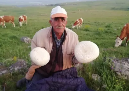 Kars'ta Mantar Bolluğu Yaşanıyor
