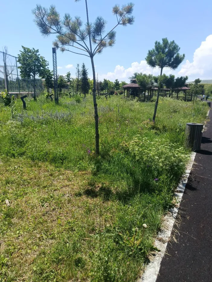 Halitpaşa Millet Bahçesi Bakım İstiyor! Uzayan Otlar Böcek Ve Kene Tehlikesi Saçıyor