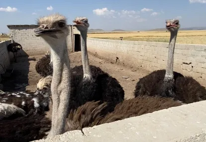 Kars’ta deve kuşları ilk yumurtalarını verdi