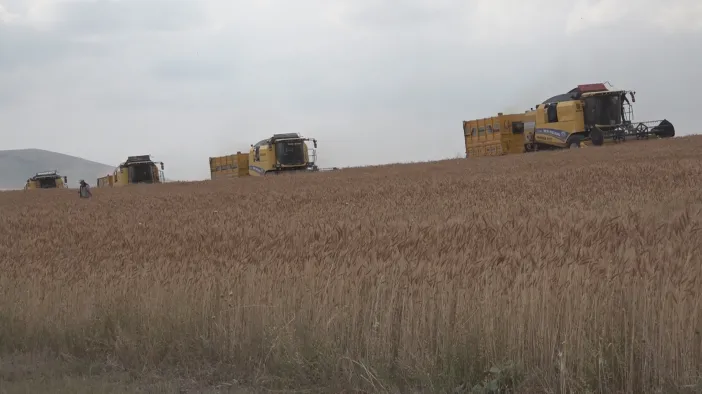 Taner Buğdayı İklime Uyarak Çiftçinin Yüzünü Güldürdü.
