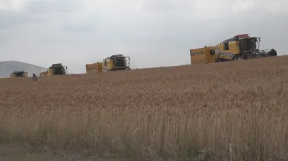 Taner Buğdayı İklime Uyarak Çiftçinin Yüzünü Güldürdü.