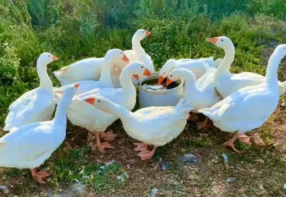 Kars’ta kazcılık yaygınlaşıyor