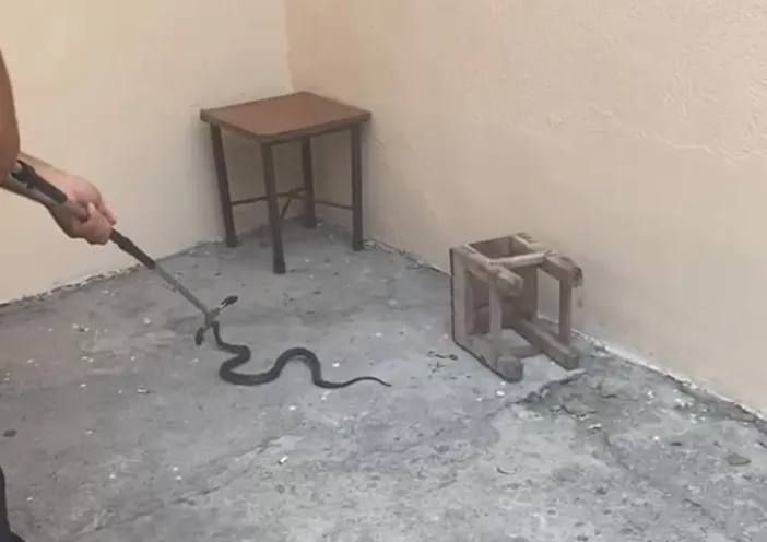 Bahçedeki Yılan Ev Sahibini Korkuttu