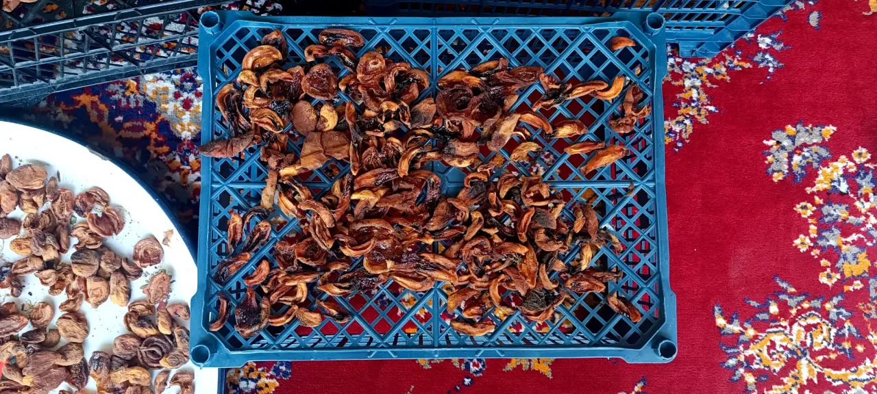 Kayısılar Güneşe Serildi, Kış Hazırlıkları Başladı