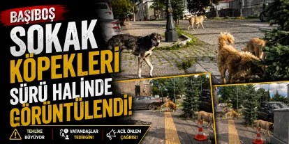 Başıboş Sokak Köpekleri Sürü Halinde Görüntülendi