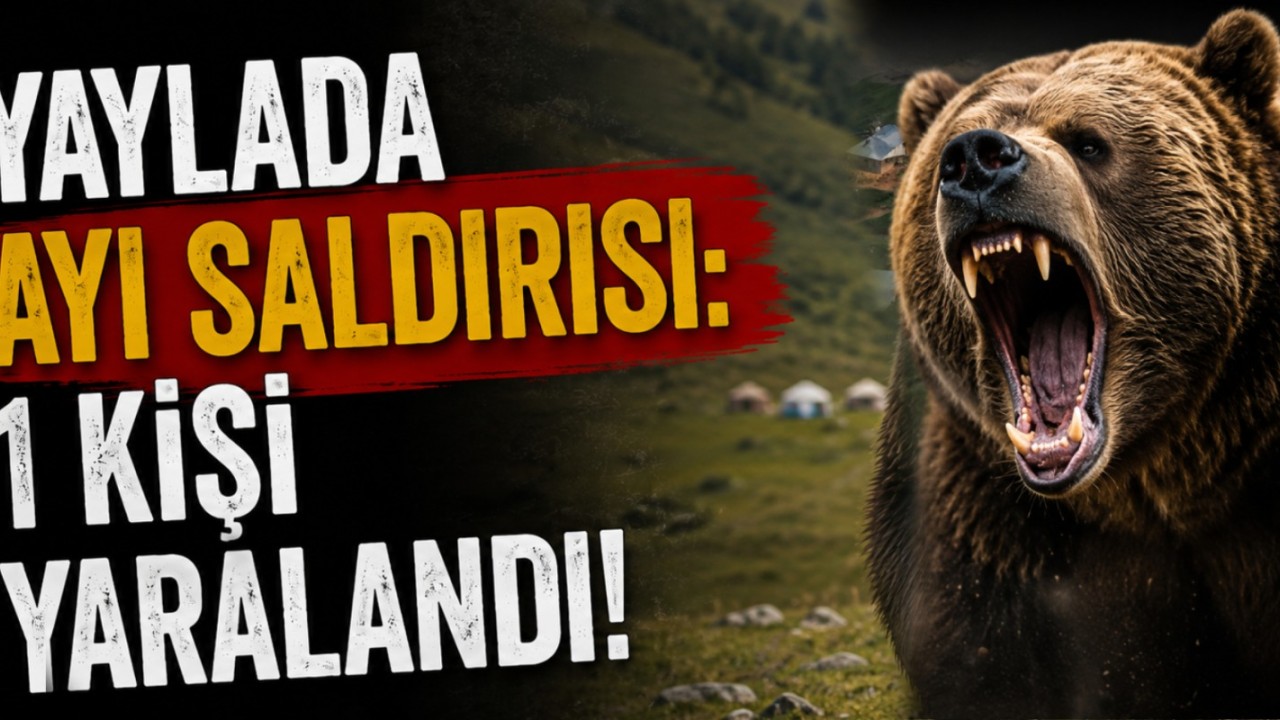 Yaylada Ayı Saldırısı: 1 Kişi Yaralandı