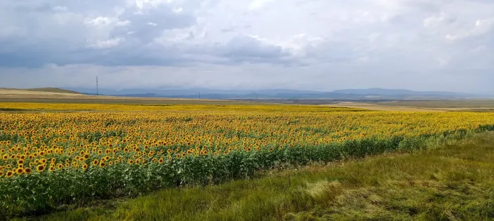 Bu Manzarayı Görenler Araçlarını Durduruyor