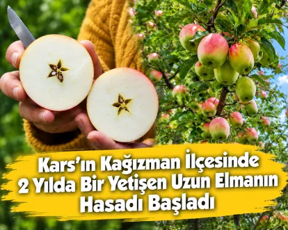 Kars’ın Kağızman İlçesinde 2 Yılda Bir Yetişen Uzun Elmanın Hasadı Başladı