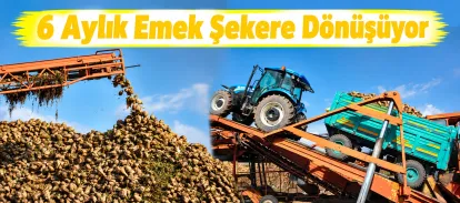 Kars’ın Bereketli Topraklarında 6 Aylık Emek Şekere Dönüşüyor