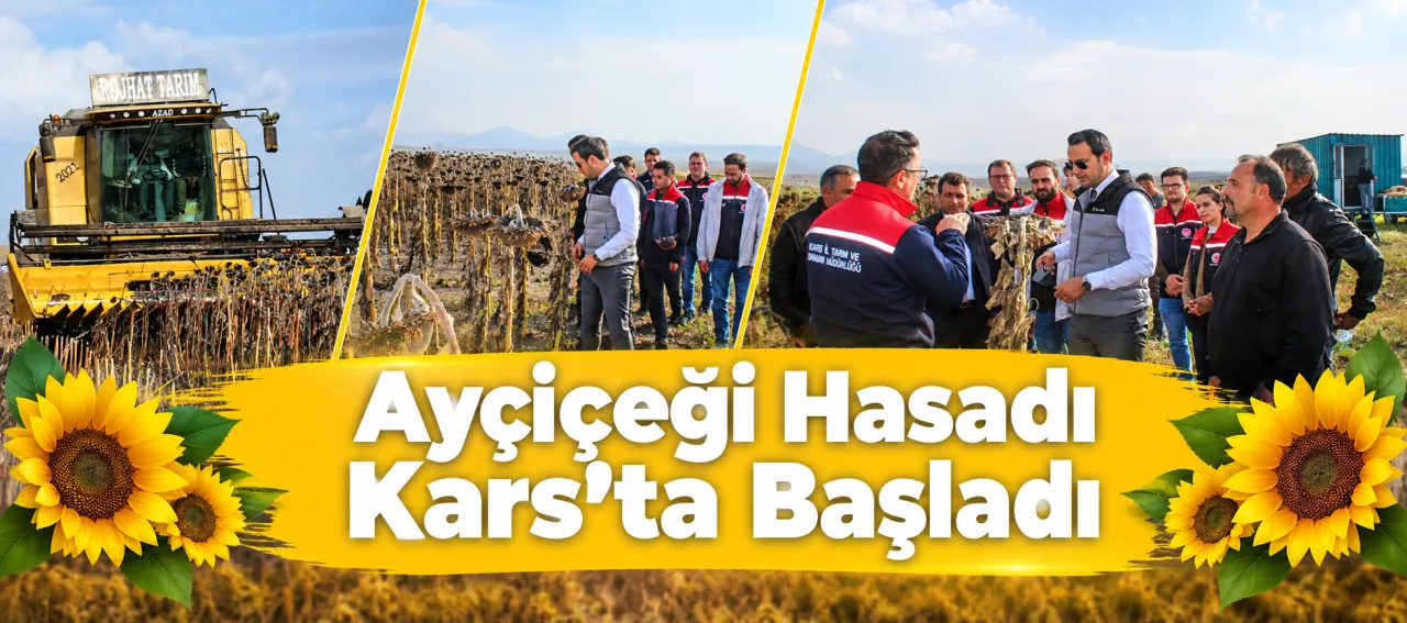AYÇİÇEĞİ HASADI KARS"TA BAŞLADI