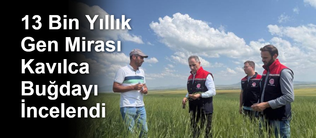 13 Bin Yıllık Gen Mirası Kavılca Buğdayı İncelendi
