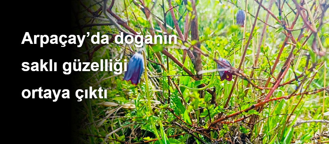 Arpaçay’da doğanın saklı güzelliği ortaya çıktı
