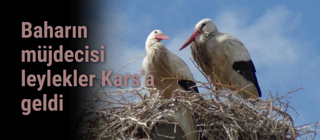 Baharın müjdecisi leylekler Kars’a geldi