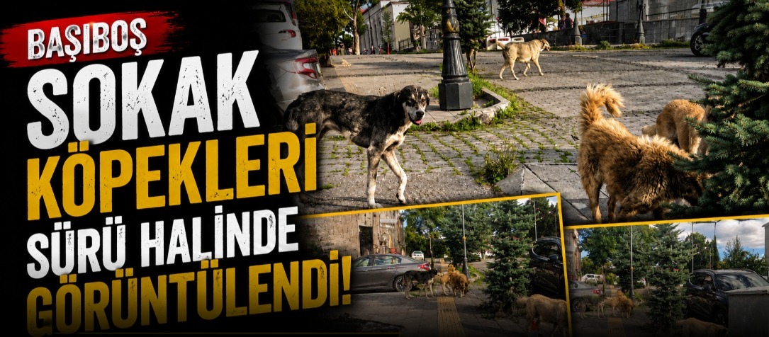 Başıboş Sokak Köpekleri Sürü Halinde Görüntülendi