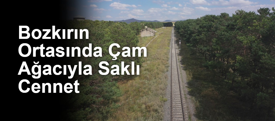 Bozkırın Ortasında Çam Ağacıyla Saklı Cennet
