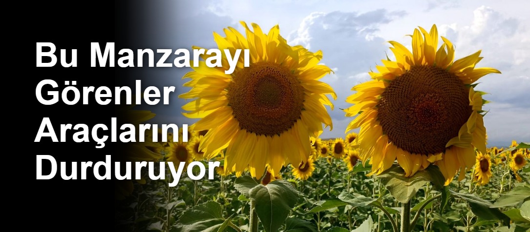 Bu Manzarayı Görenler Araçlarını Durduruyor